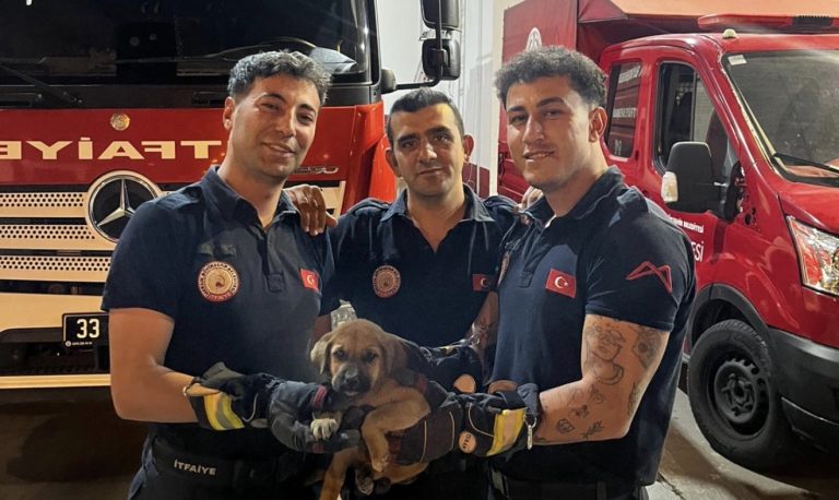 OTOMOBİLİN MOTOR BÖLÜMÜNE SIKIŞAN YAVRU KÖPEK, MERSİN BÜYÜKŞEHİR İTFAİYESİ’NİN DİKKATLİ VE TİTİZ ÇALIŞMASIYLA KURTARILDI
